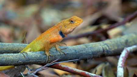 Red-headed Agama Lizard (Agama vitticeps) on a branch