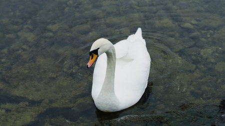 White swan swims in the pond. The mute swan, Cygnus olor