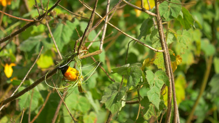 The bird is perched on the branches of a bush in the garden.