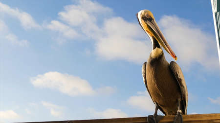 Pelican sitting on a fence in a sunny day with blue skyの写真素材