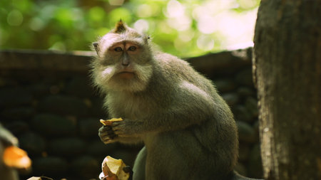 Monkey in Ubud, Bali. Ubud Monkey Park is one of the most beautiful natural parks in Bali.