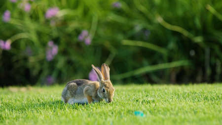 Rabbit on the green grass in the garden. Selective focus.の写真素材