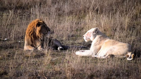 Lion and lioness lying on grass in Masai Mara Kenyaの写真素材