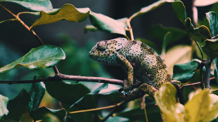 Chameleon sitting on a tree branch in the shade of a treeの写真素材