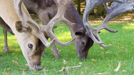 Close up of a young male deer with large antlers grazing in a park