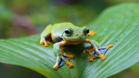 Red-eyed Tree Frog (Hyla arborea)の写真素材