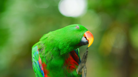 Parrot in the rainforest of Costa Rica, Central America.