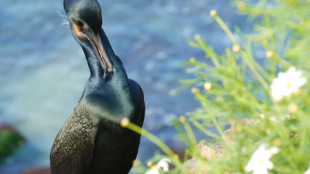 The great cormorant, Phalacrocorax carbo, also known as the great black cormorant.