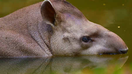 Tapir (Tapirus terrestris) in the rainforest