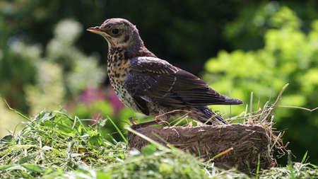 The fieldfare (Turdus pilaris) is a member of the thrush family Turdidae.の写真素材