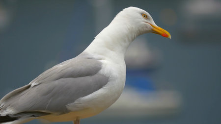 Close-up of a seagull on the background of the sea