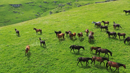 A herd of horses grazes on a green meadow in the mountains.