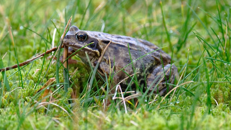 Frog in the grass. The European common frog (Rana temporaria).