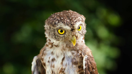 Portrait of a little owl with yellow eyes. Close-up.の写真素材