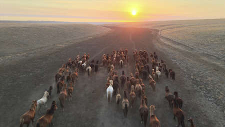 Aerial view of a herd of camels at sunset in the desert. 3d rendering