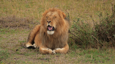 Male lion lying in the grass in Maasai Mara National Park, Kenya