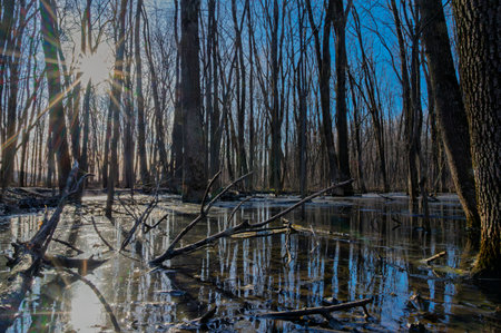 Spring star sun shining in a flooded forestの写真素材