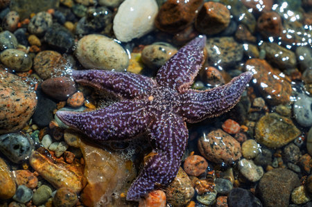 Purple starfish laying on river stones at the water's edgeの写真素材