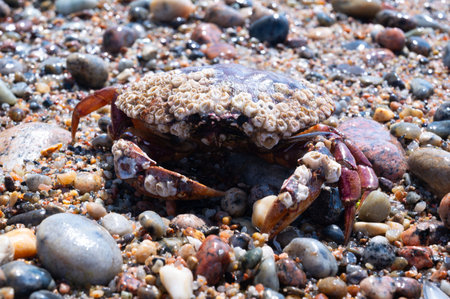 Crab on the beach. Selective focus, shallow depth of field.の写真素材