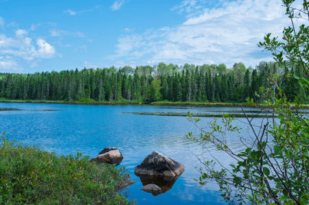 lake in the forest. summer landscape with a lake in the forestの写真素材