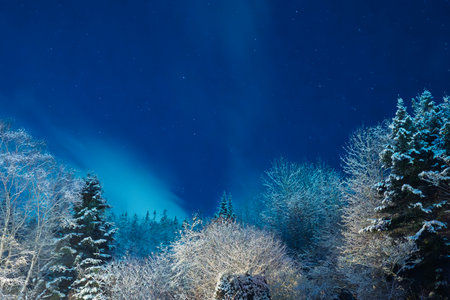 Beautiful winter landscape with starry sky and snowy fir trees.の写真素材