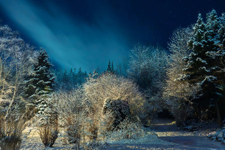 Winter landscape with snow covered trees and starry sky at night.の写真素材