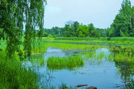 Landscape with a river and willow trees.の写真素材
