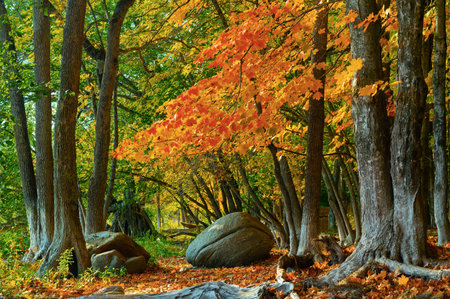 Beautiful autumn landscape with colorful trees and stones in the park.の写真素材