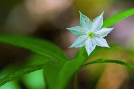 Close up of white flower in the forest with shallow depth of fieldの写真素材