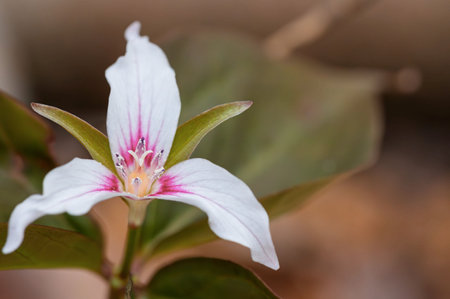 Close up of a white trilliumの写真素材