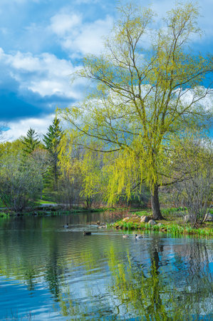 Beautiful spring landscape with lake and willow tree in the parkの写真素材