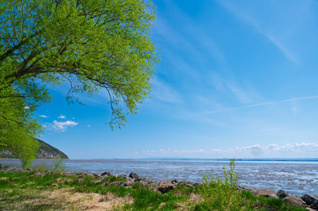 Beautiful spring landscape with green trees on the shore of the lakeの写真素材