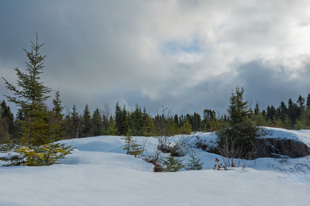 Serene winter landscape with snow-covered ground and evergreen trees under a cloudy skyの写真素材