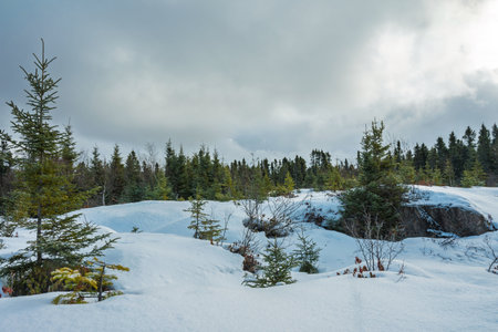 Snow-covered landscape in a forest with evergreen trees and cloudy skies duringの写真素材
