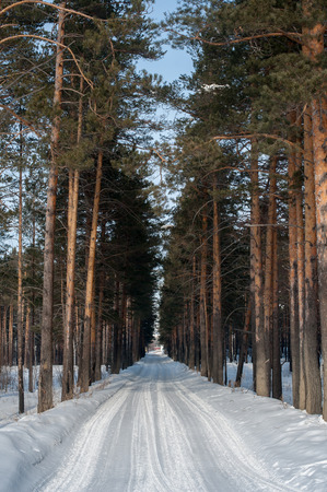 Winter road, forest with pine treesの写真素材