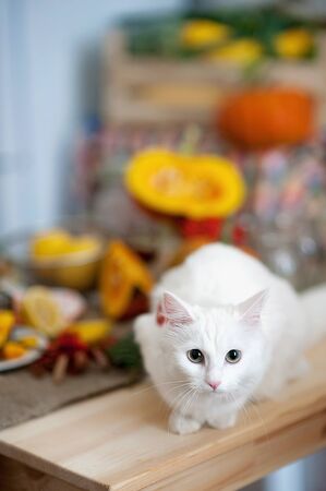White cat on the background of pieces of pumpkinの写真素材