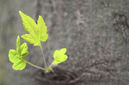 New green shoots growing from a tree tunck