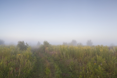 Cool, misty summer morning heralds the beginning of a hot day の写真素材