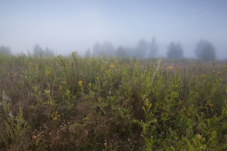 Cool, misty summer morning heralds the beginning of a hot day の写真素材