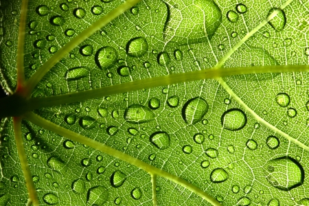 Rain drops fall on a grape leaf の写真素材