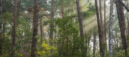 Morning in the forestの写真素材
