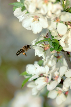 Beeの写真素材