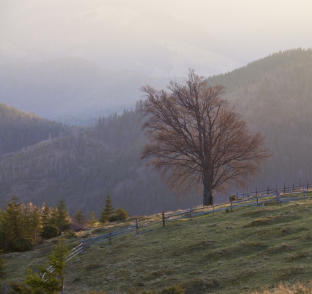 Early morning in the Carpathians near the village of Dzembroniaの写真素材