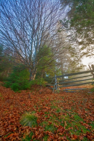 Misty morning in the Carpathian village Dzembroniaの写真素材