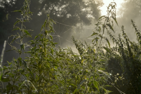 Misty morningの写真素材