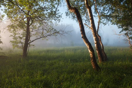 Morning in the forestの写真素材