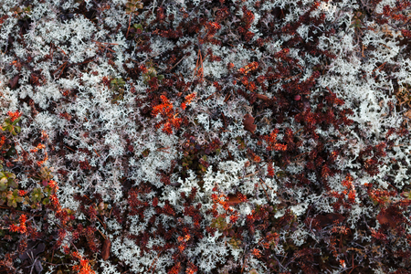 mossの写真素材