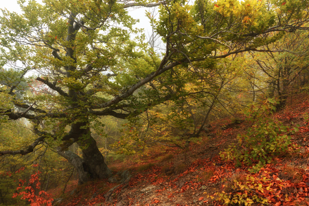 Autumn forest in the mountainsの写真素材