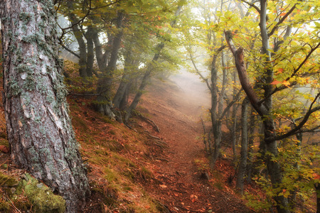 Autumn forest in the mountainsの写真素材
