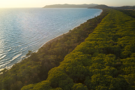 aerial view of the coastal pine forest of albinia tuscanyの写真素材